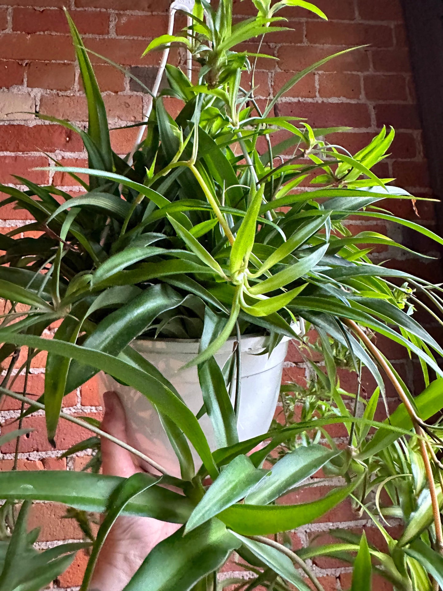 Plant Goals Plant Shop 8" Spider Plant Green Hanging Basket