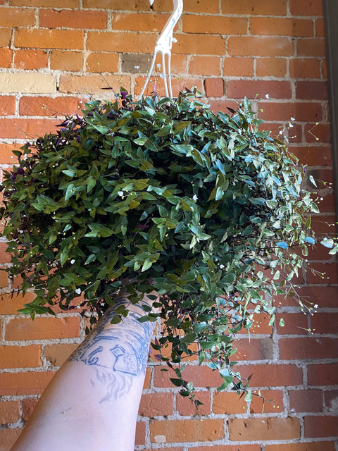 Plant Goals Plant Shop 8" Tahitian Bridal Veil Hanging Basket
