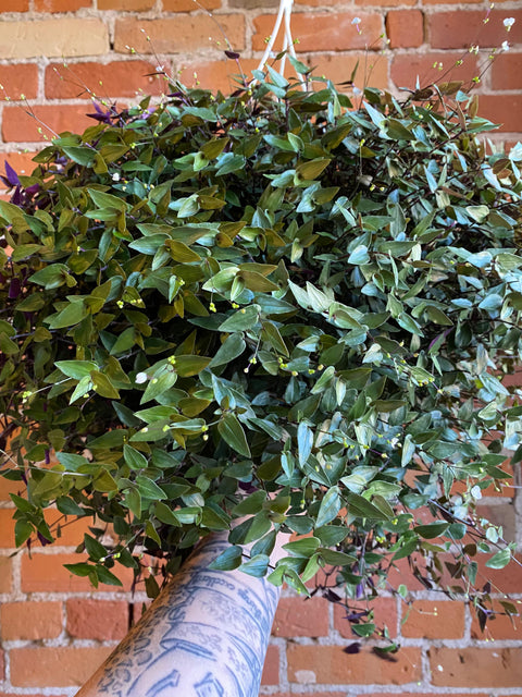 Plant Goals Plant Shop 8" Tahitian Bridal Veil Hanging Basket