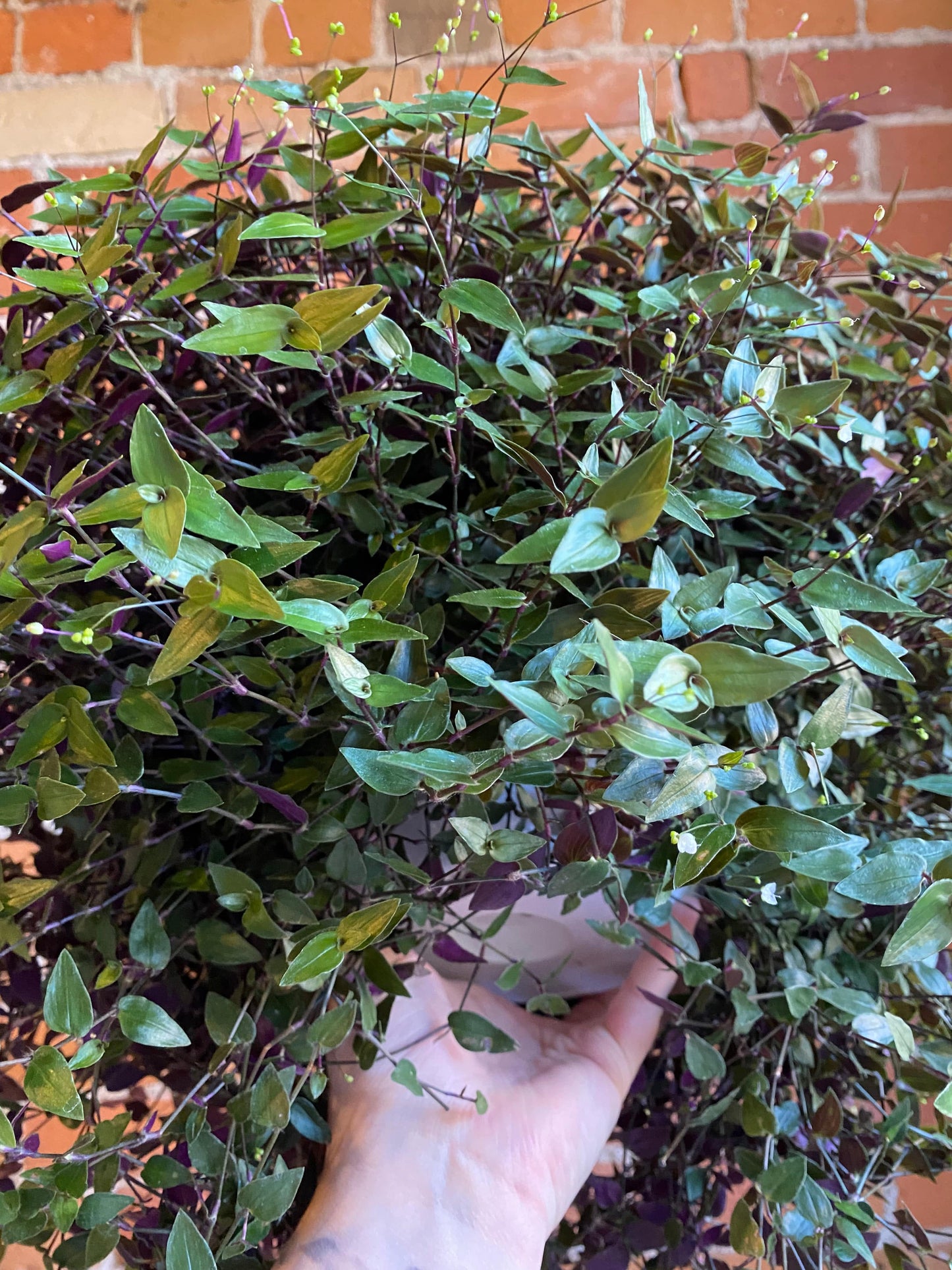 Plant Goals Plant Shop 8" Tahitian Bridal Veil Hanging Basket