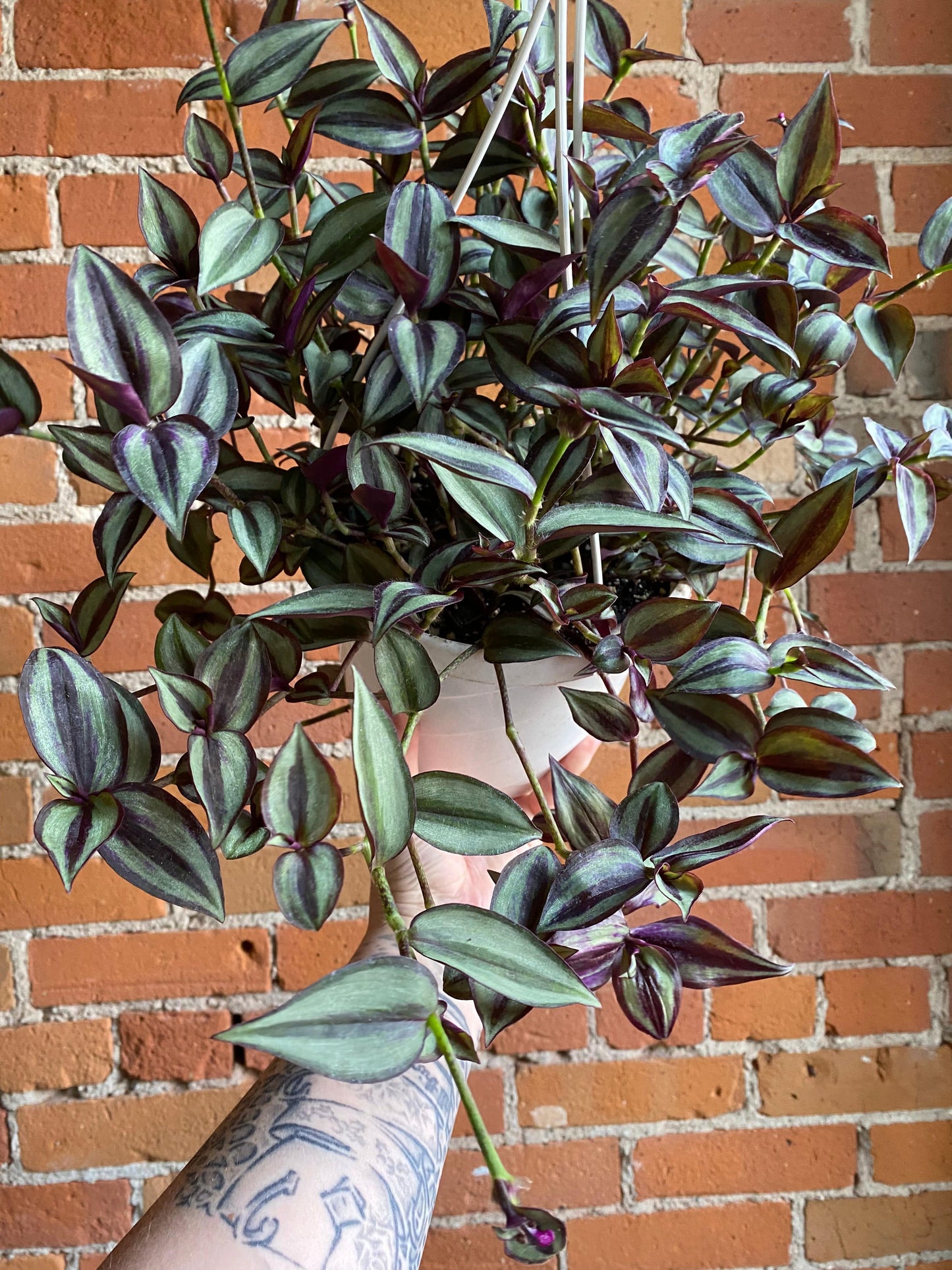 Plant Goals Plant Shop 8" Tradescantia Zebrina Red Gem Hanging Basket