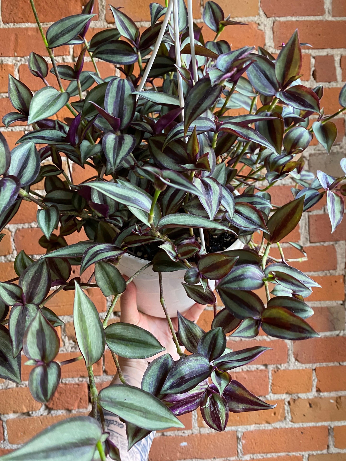 Plant Goals Plant Shop 8" Tradescantia Zebrina Red Gem Hanging Basket