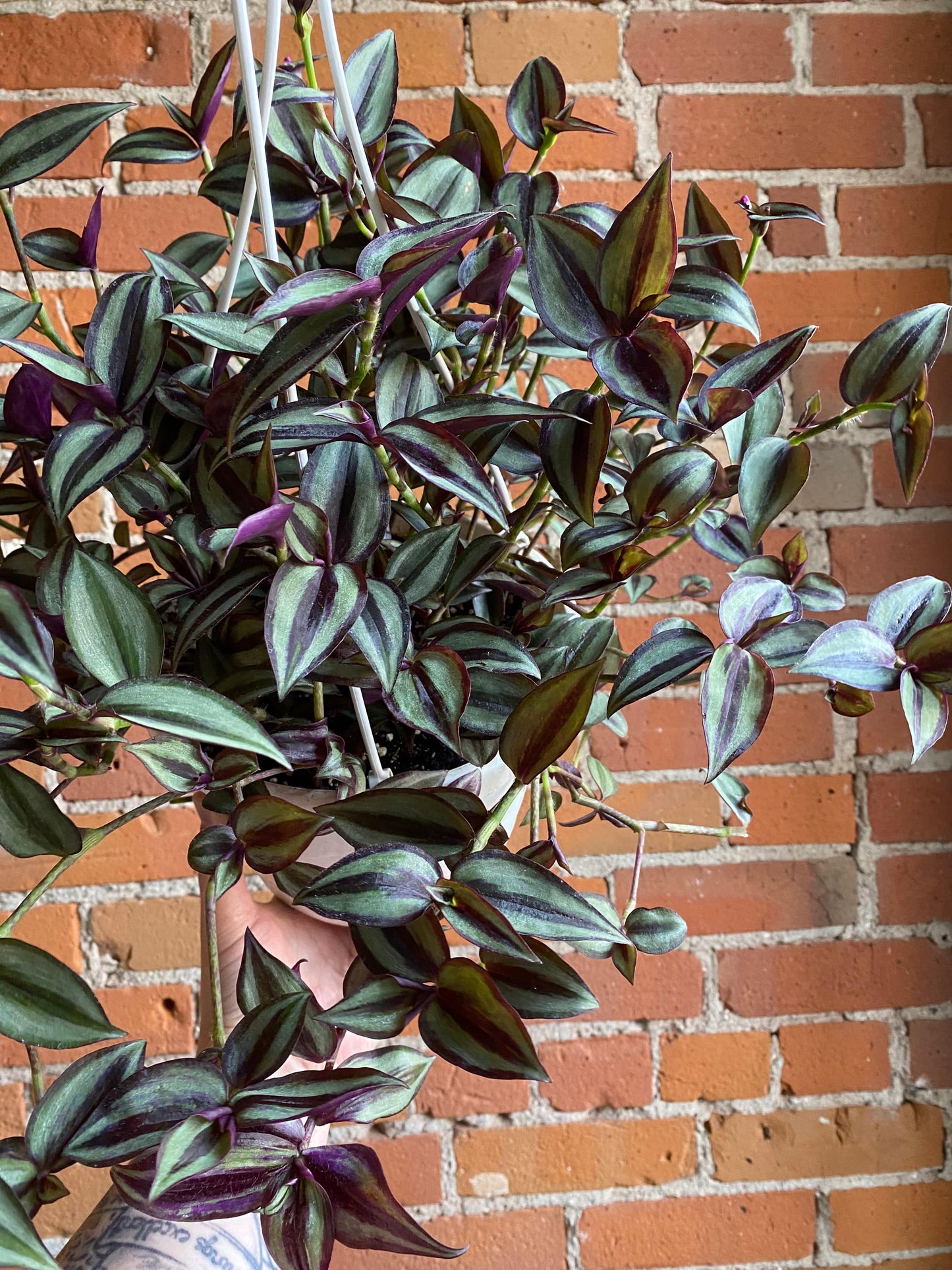 Plant Goals Plant Shop 8" Tradescantia Zebrina Red Gem Hanging Basket
