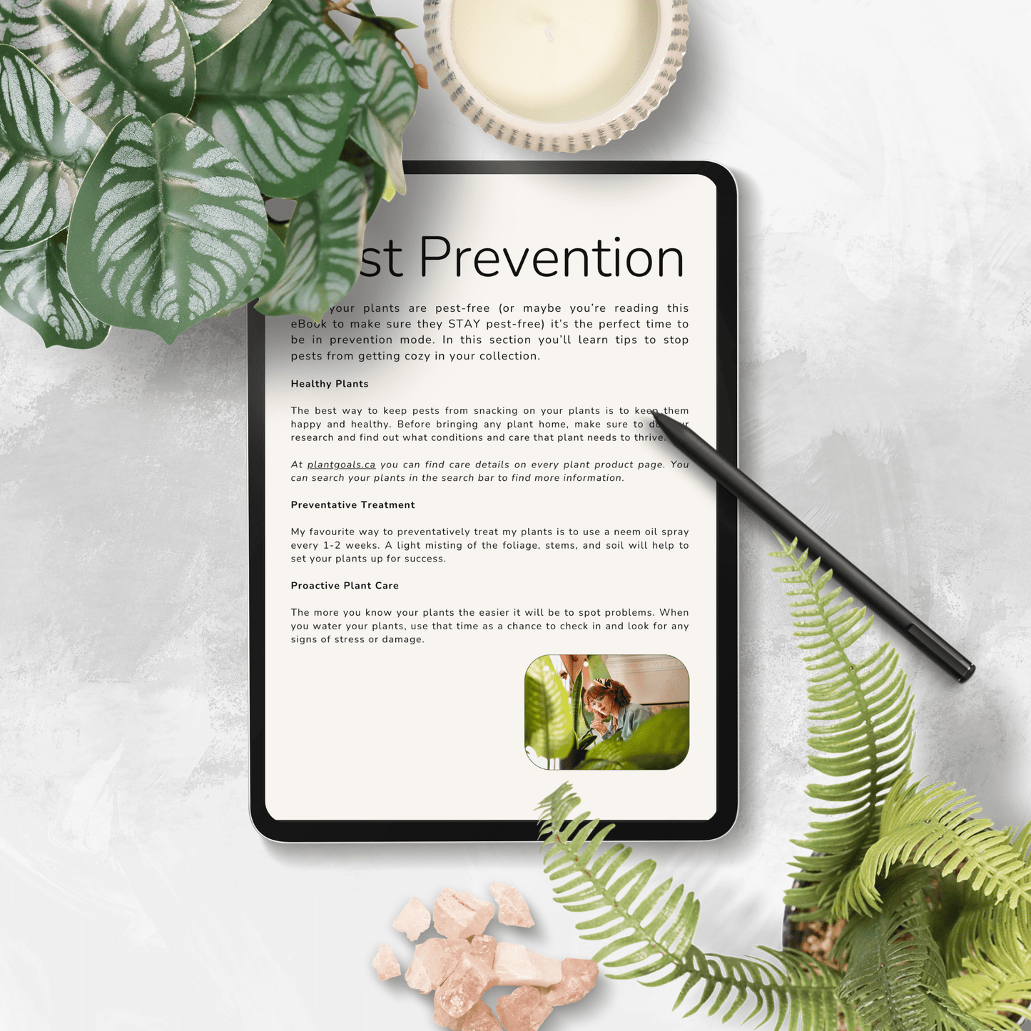 Plant Goals Plant Shop Plant Pests 101: Identify, Treat, And Prevent Houseplant Pests The Easy Way
