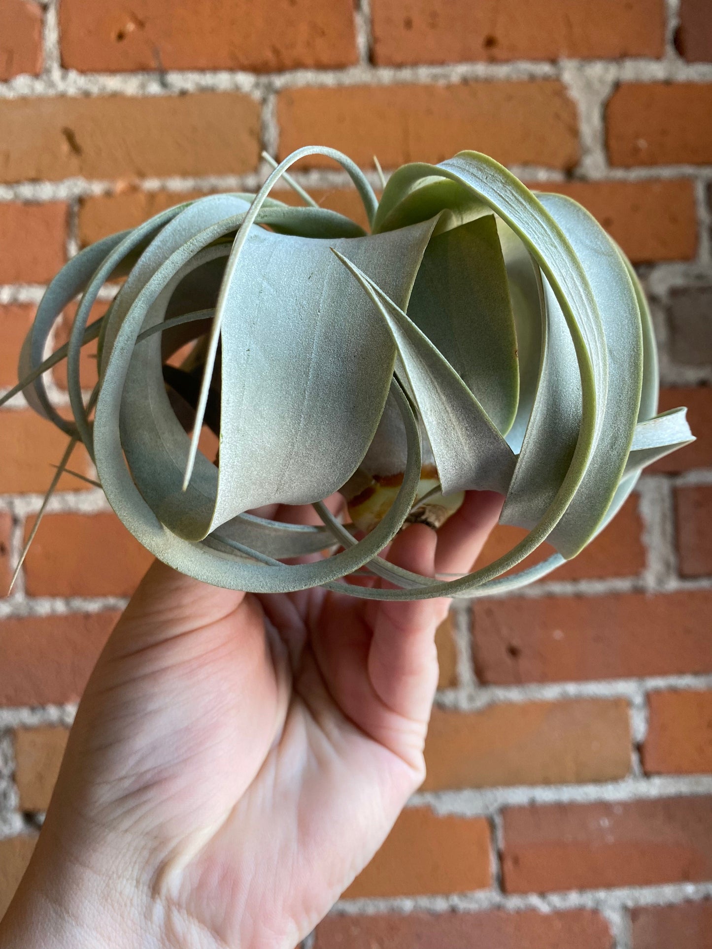 Plant Goals Plant Shop Tillandsia Xerographica