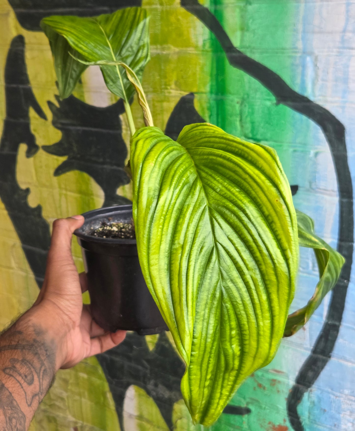 6” Tacca Integrefolia White Bat Flower