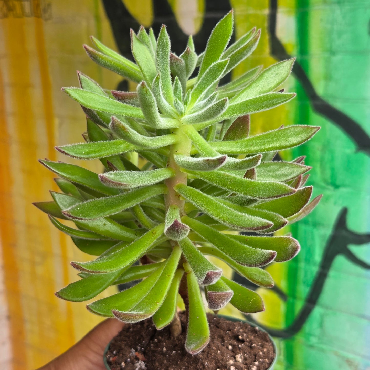 5" Echeveria Harmsii