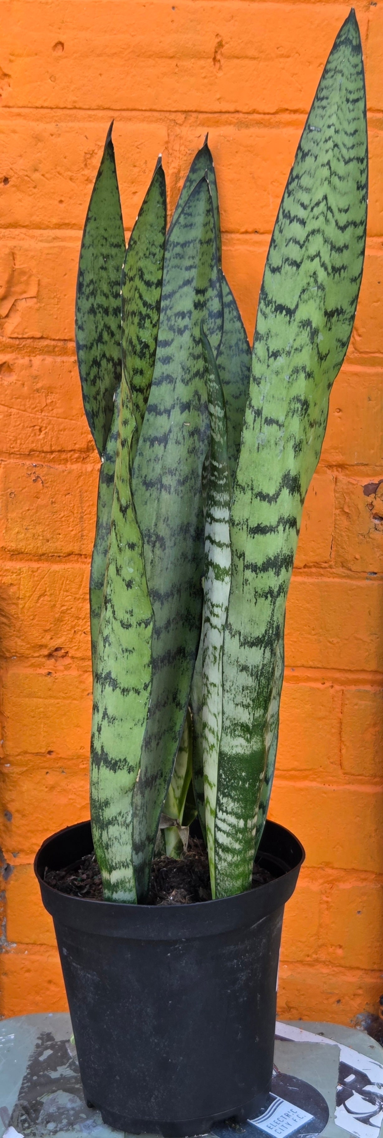 6" Sansevieria Zeylanica