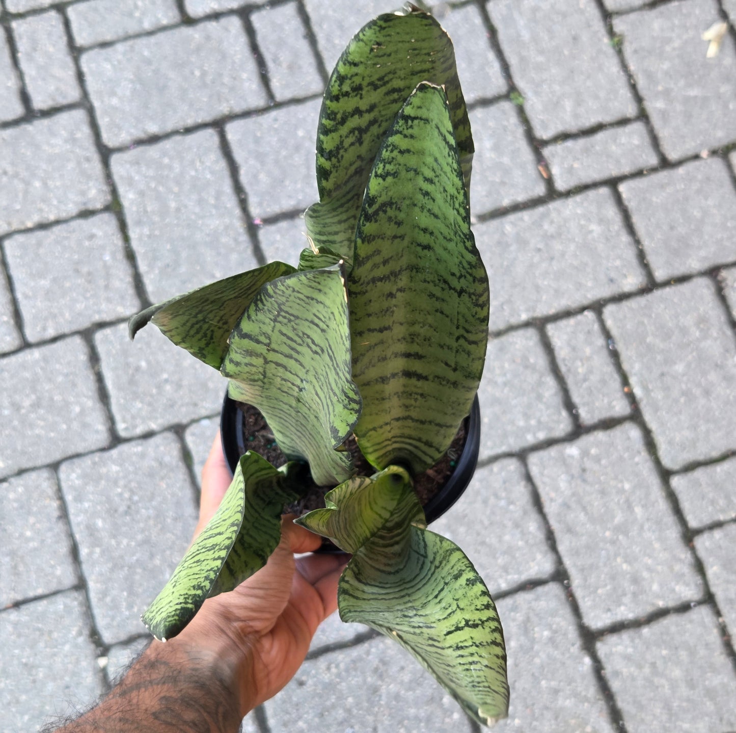 6" Sansevieria Zeylanica