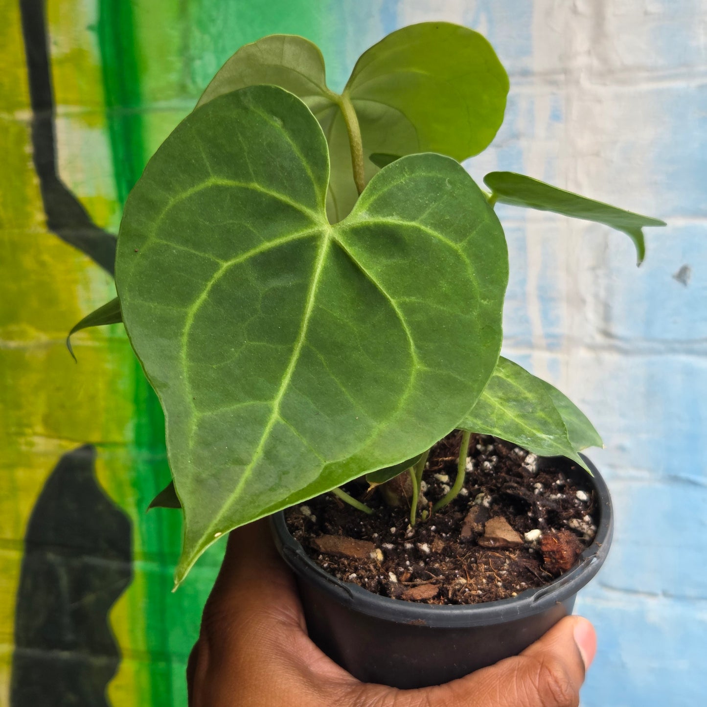 4” Anthurium Clarinervium