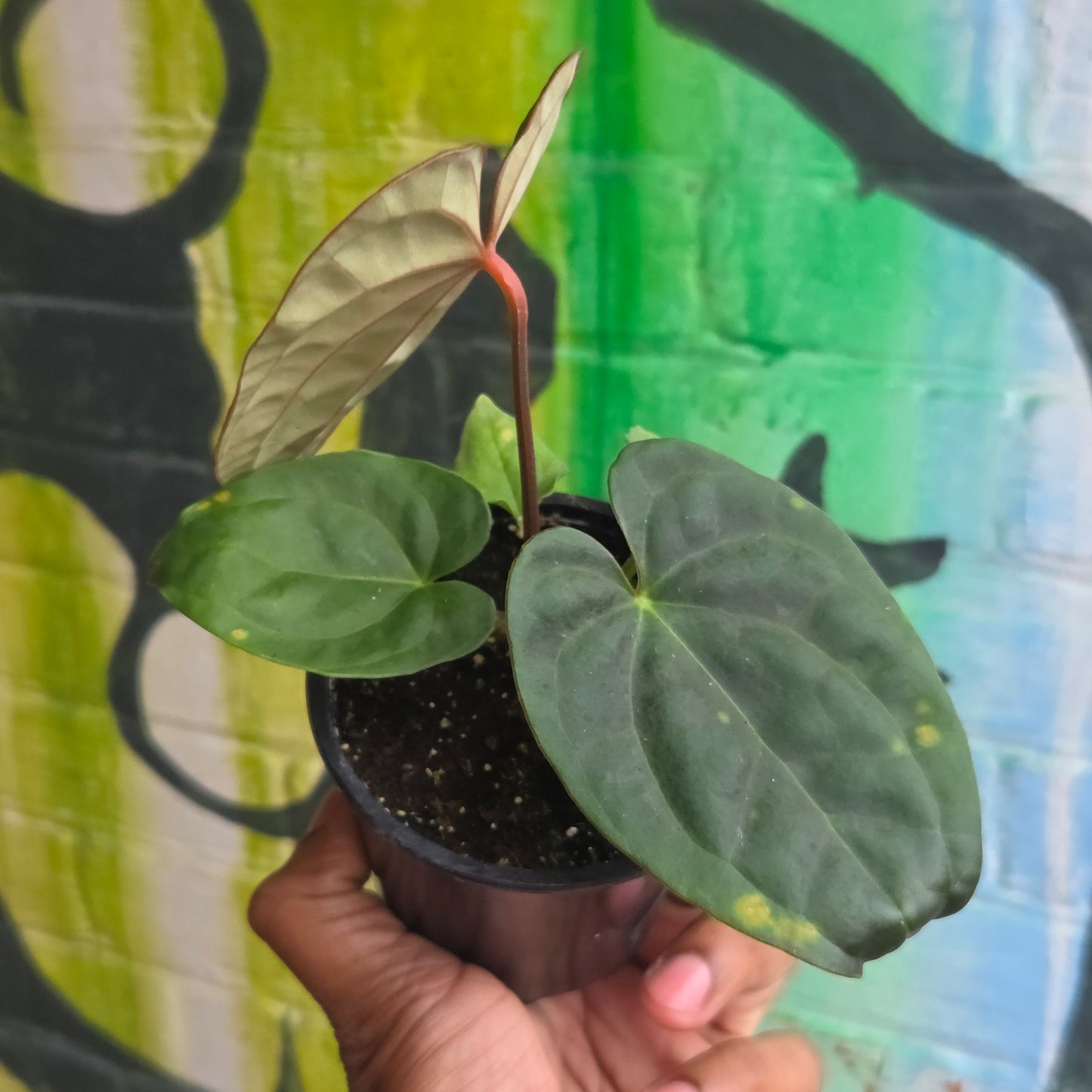 4” Anthurium Luxurians Dark Form
