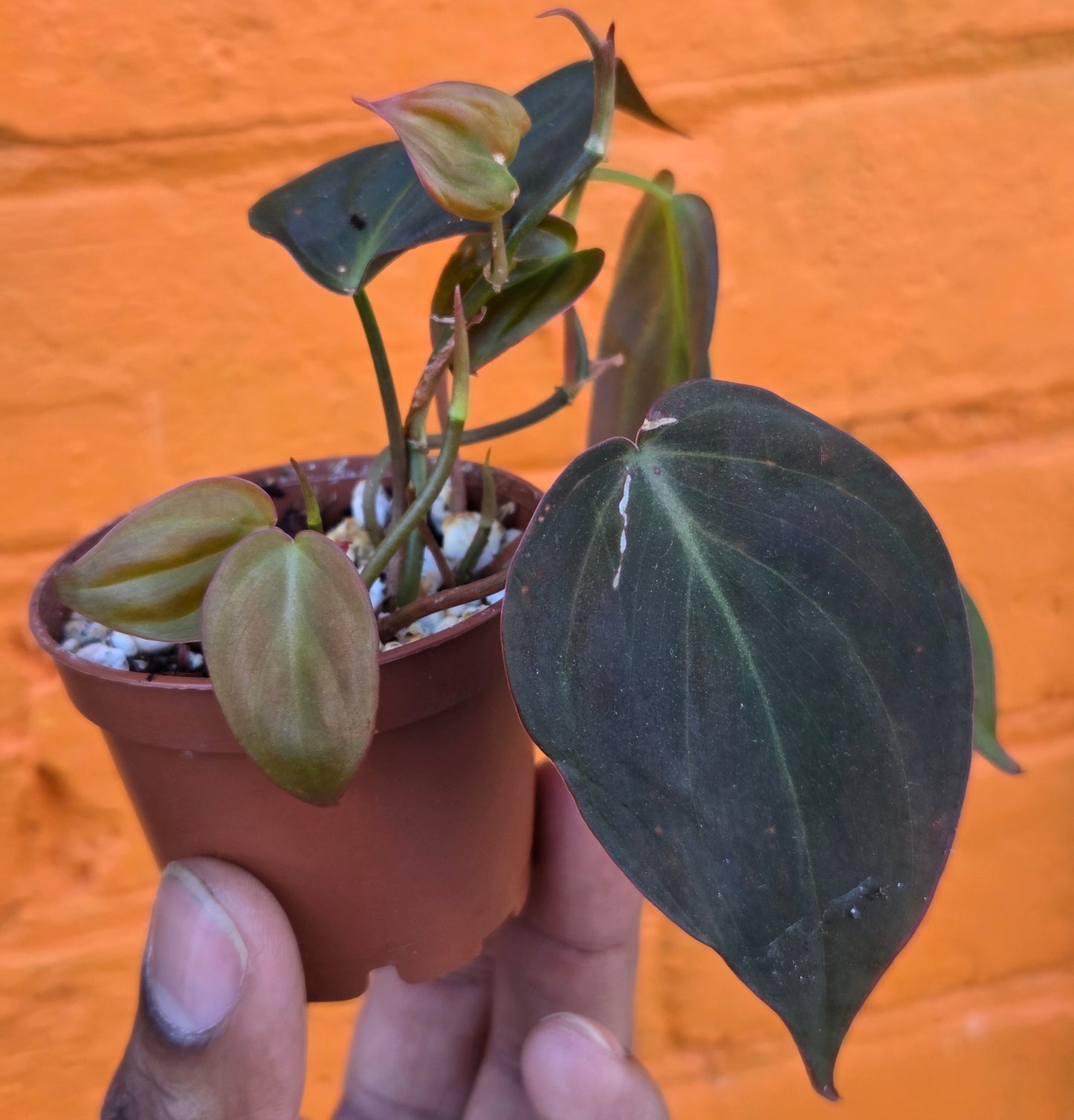 2.5" Philodendron Micans