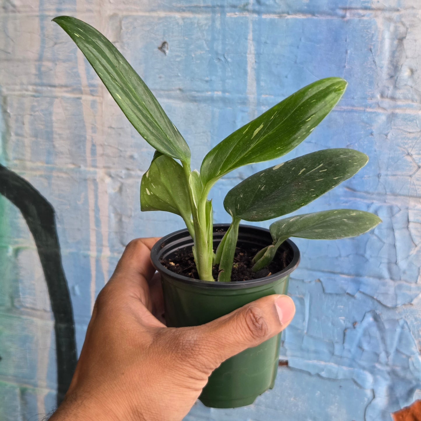 3.5" Monstera Standleyana Albo