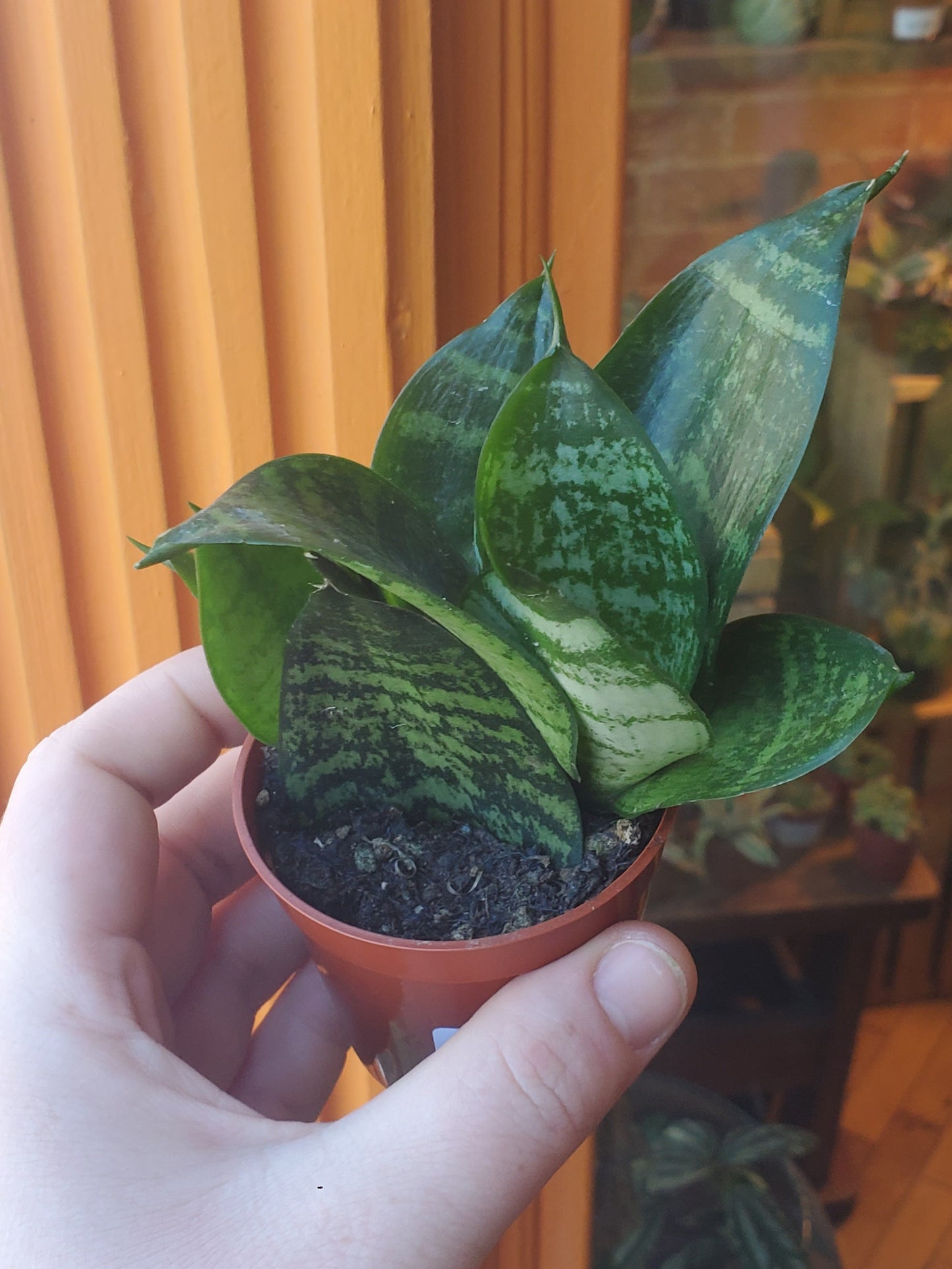 3” Sansevieria Hahnii