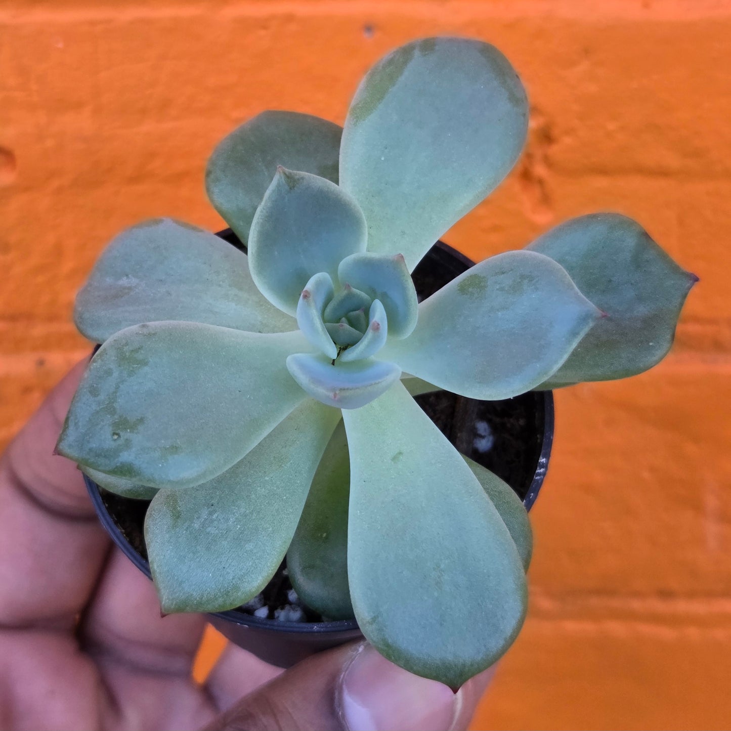 2.5" Graptopetalum Marpin