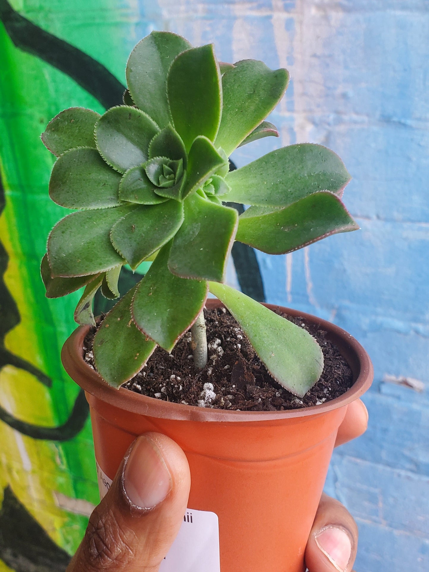 3.5" Aeonium Haworthii