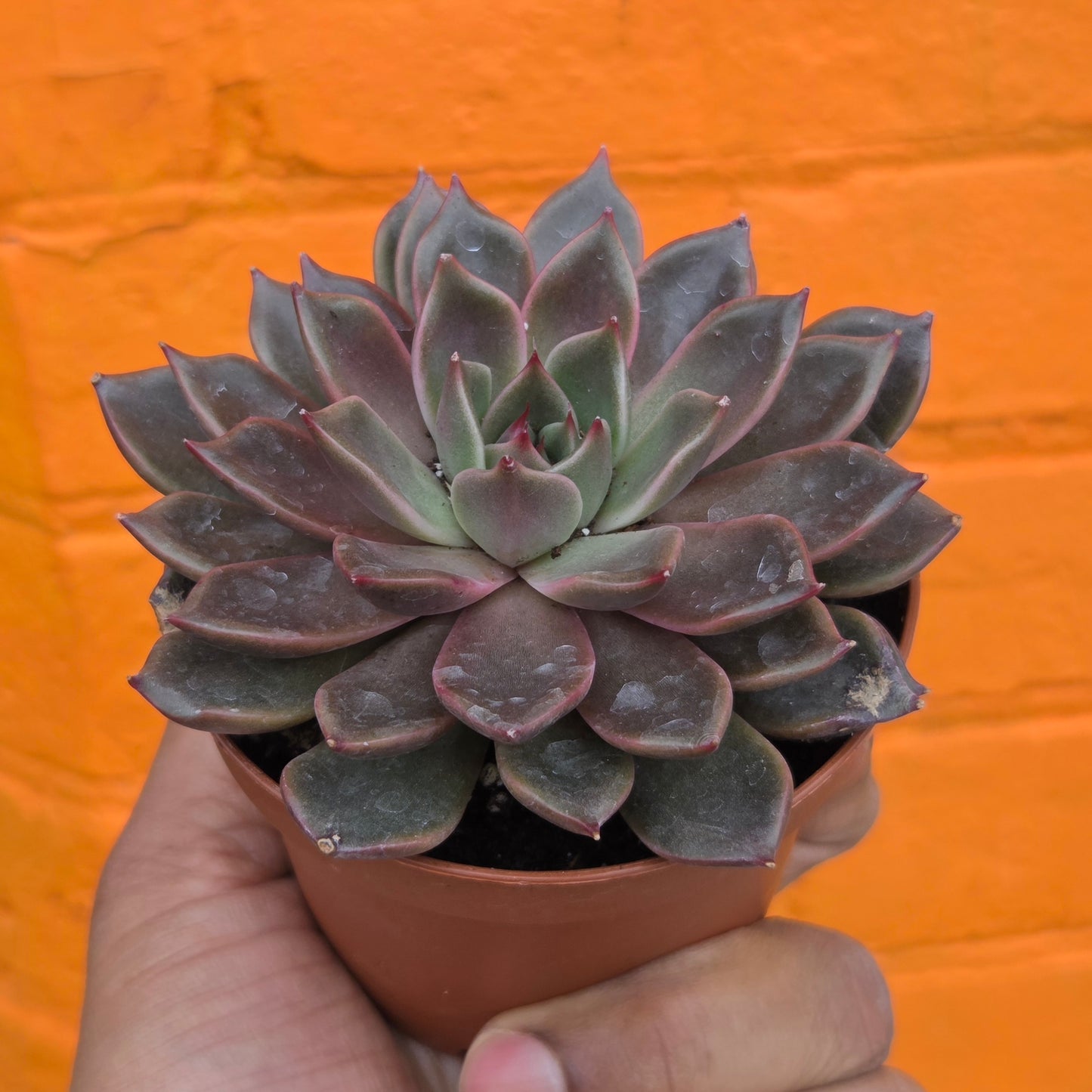 3.5” Echeveria Mensa