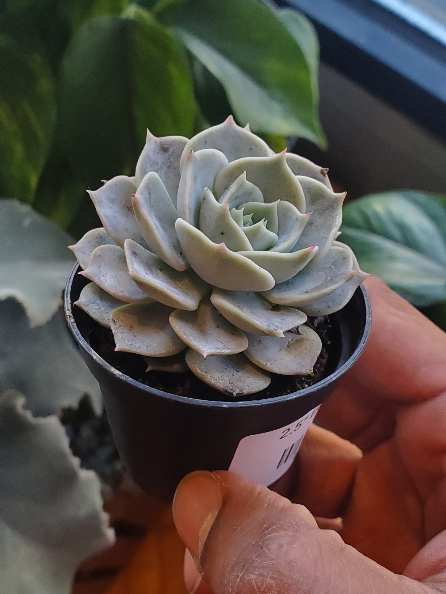 2.5" Echeveria Lola