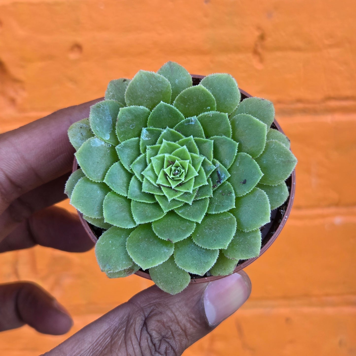 2.5" Aeonium tabuliforme