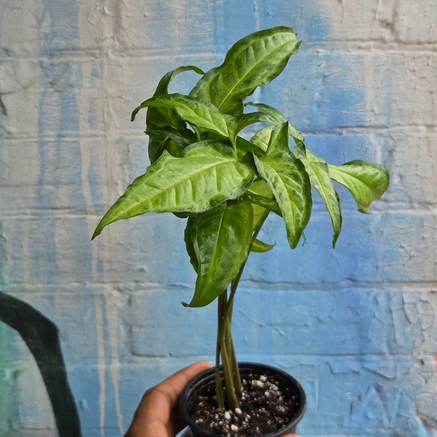 3.5" Syngonium No I.D