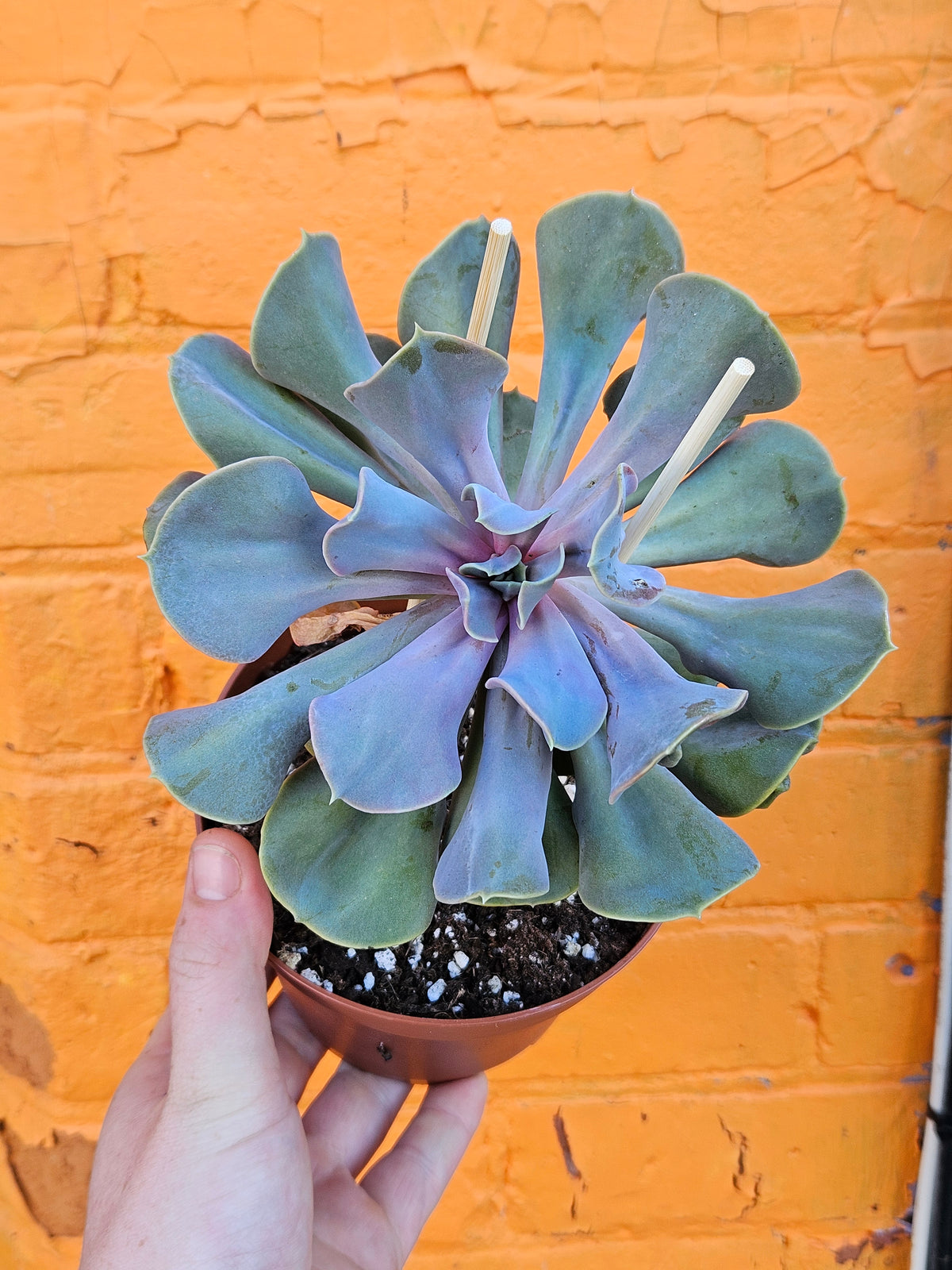 6" Echeveria Valkyrie