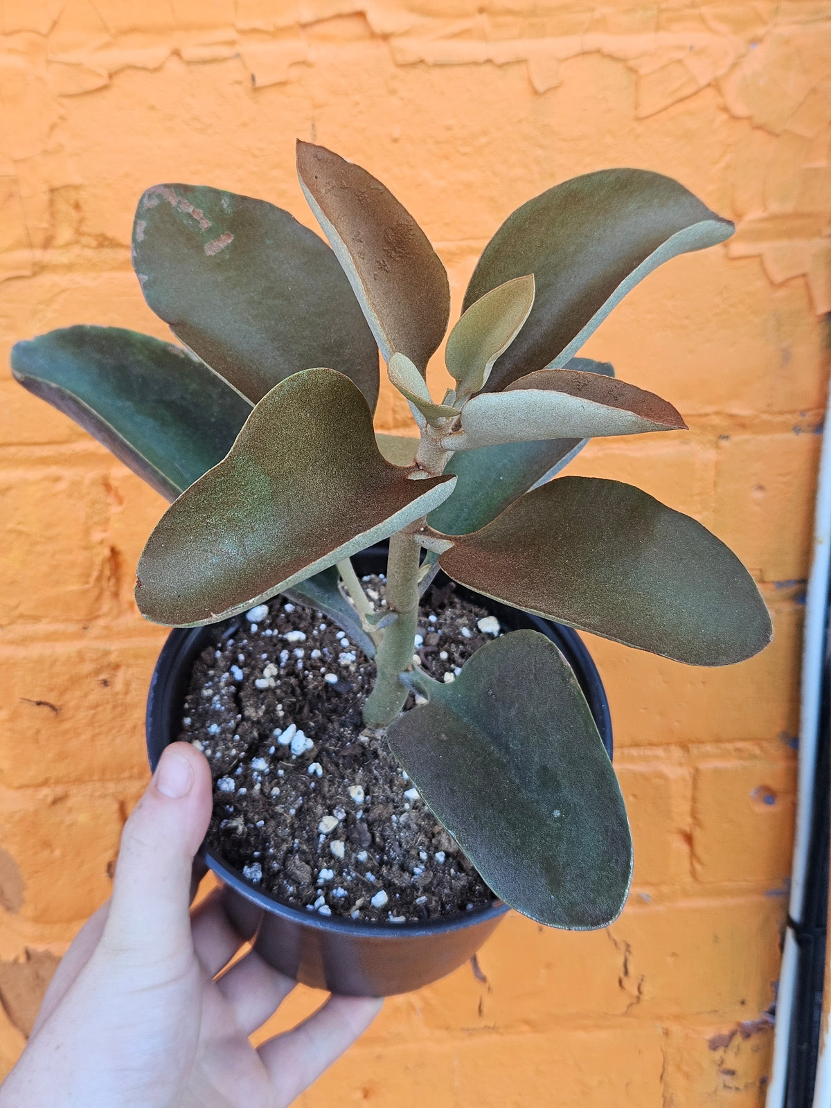 6" Kalanchoe orgyalis