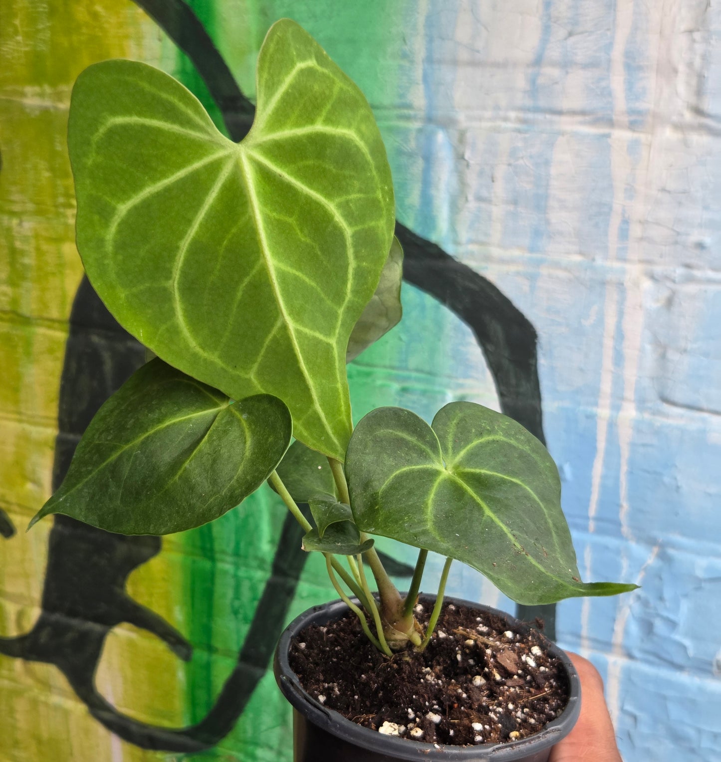 4” Anthurium Clarinervium