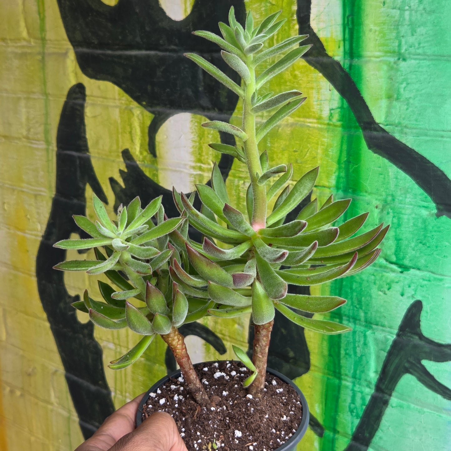 5" Echeveria Harmsii