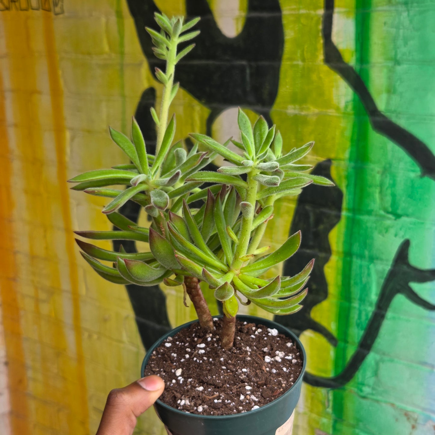 5" Echeveria Harmsii
