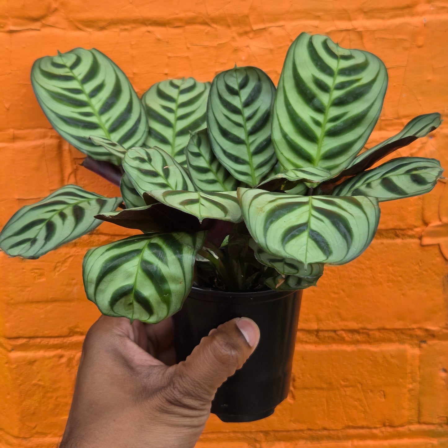 4" Ctenanthe burle-marxii