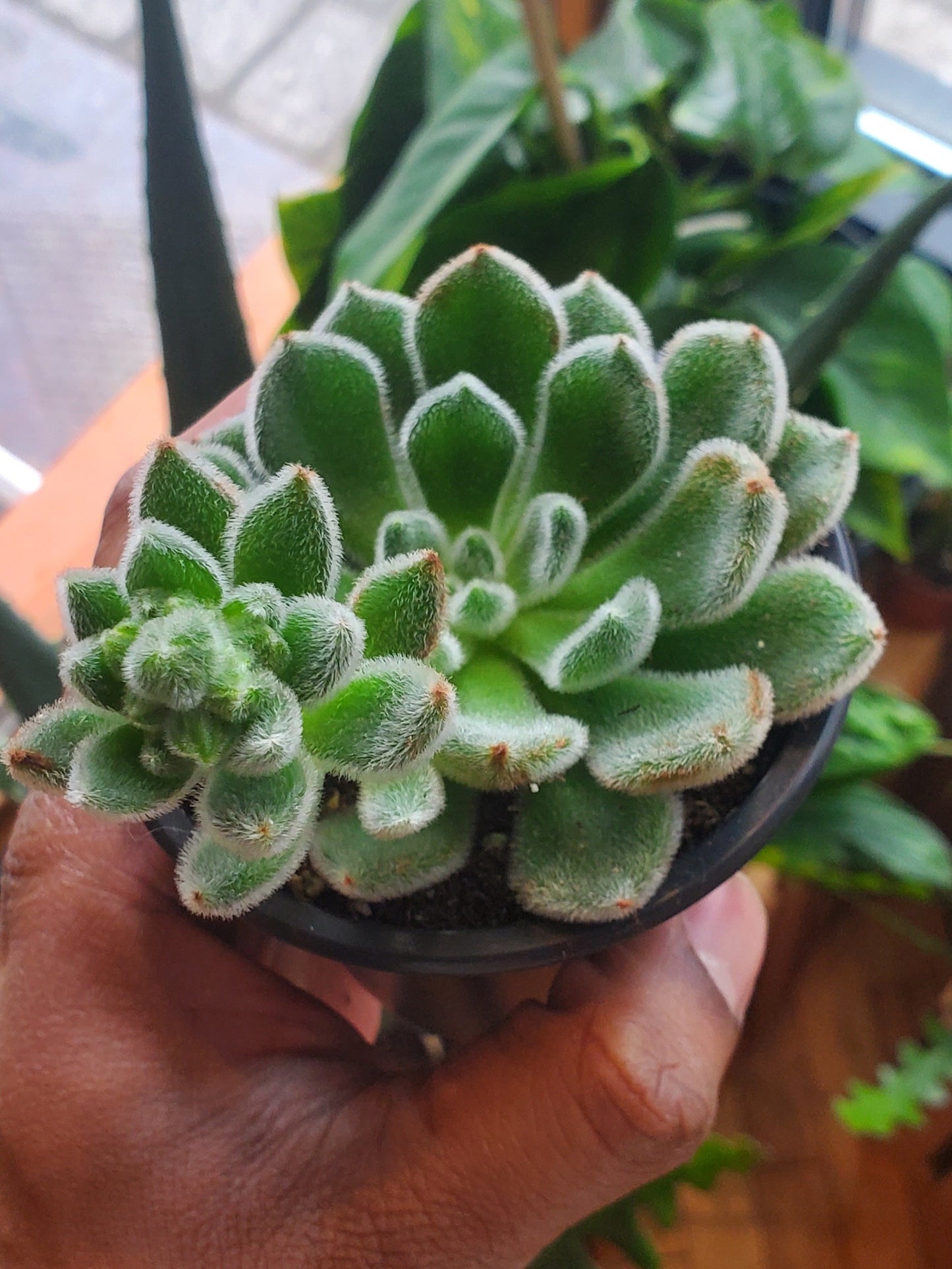 3.5" Echeveria Doris Taylor