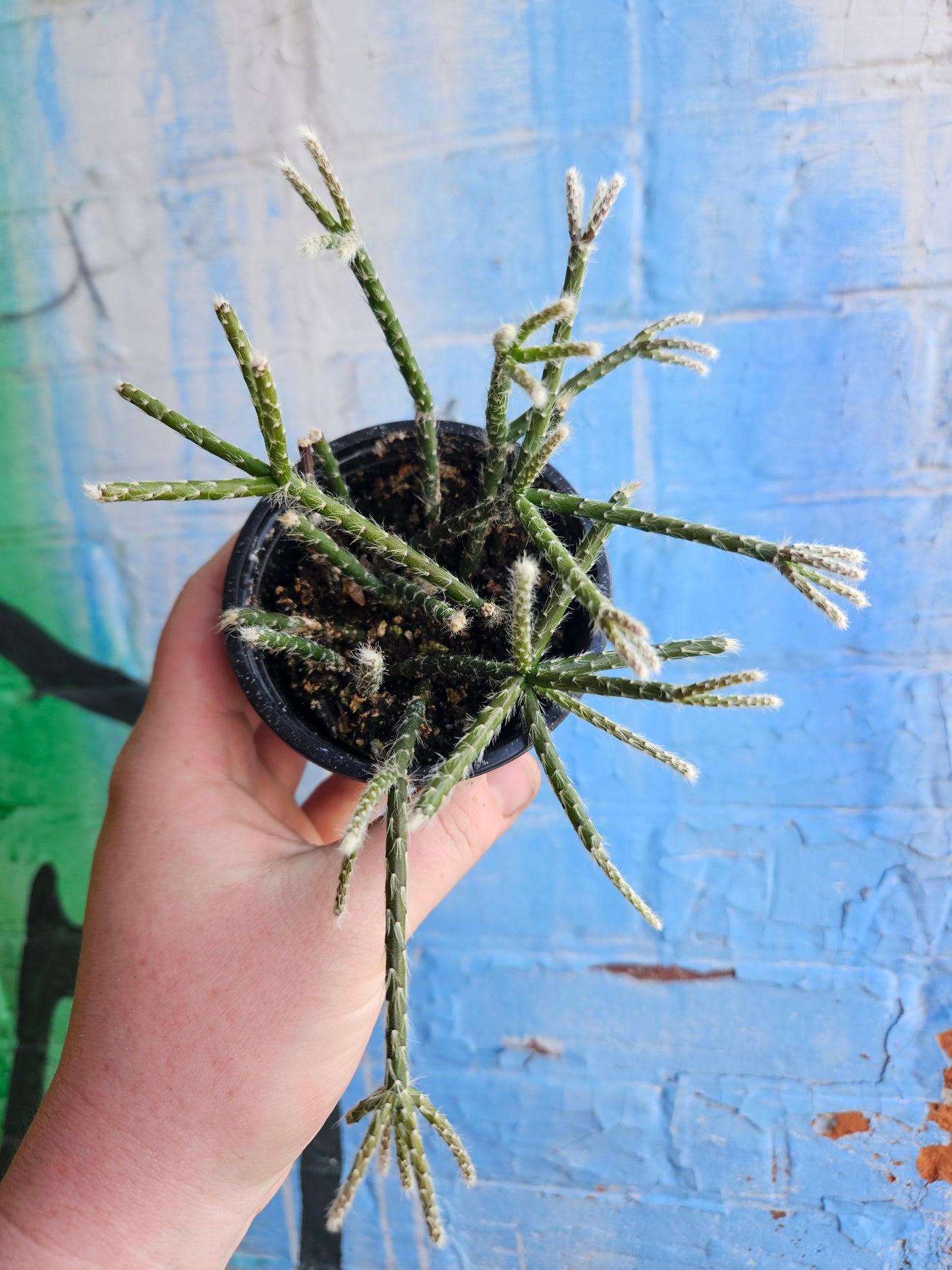 3.5” Rhipsalis Baccifera