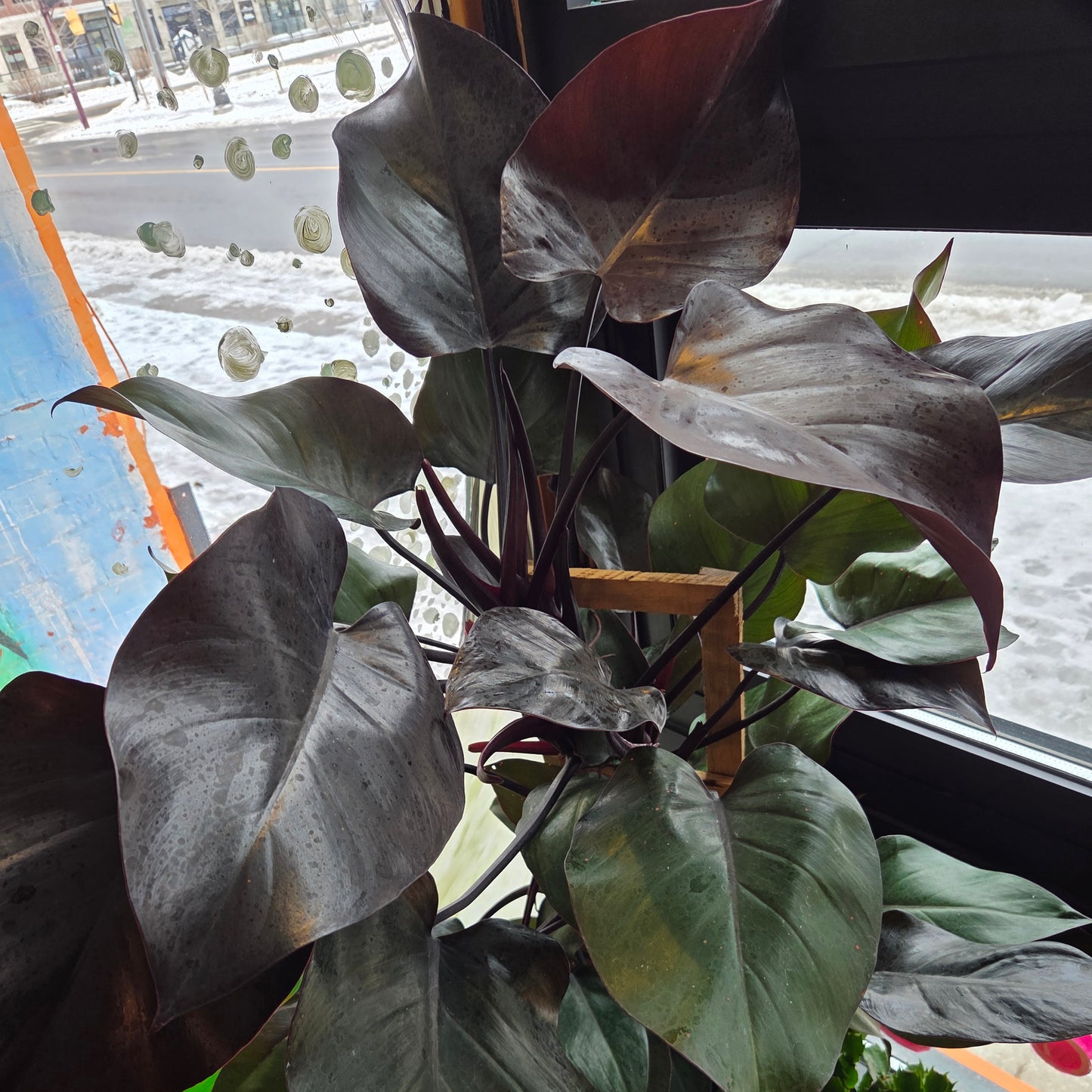 12” Philodendron New Red w/Trellis