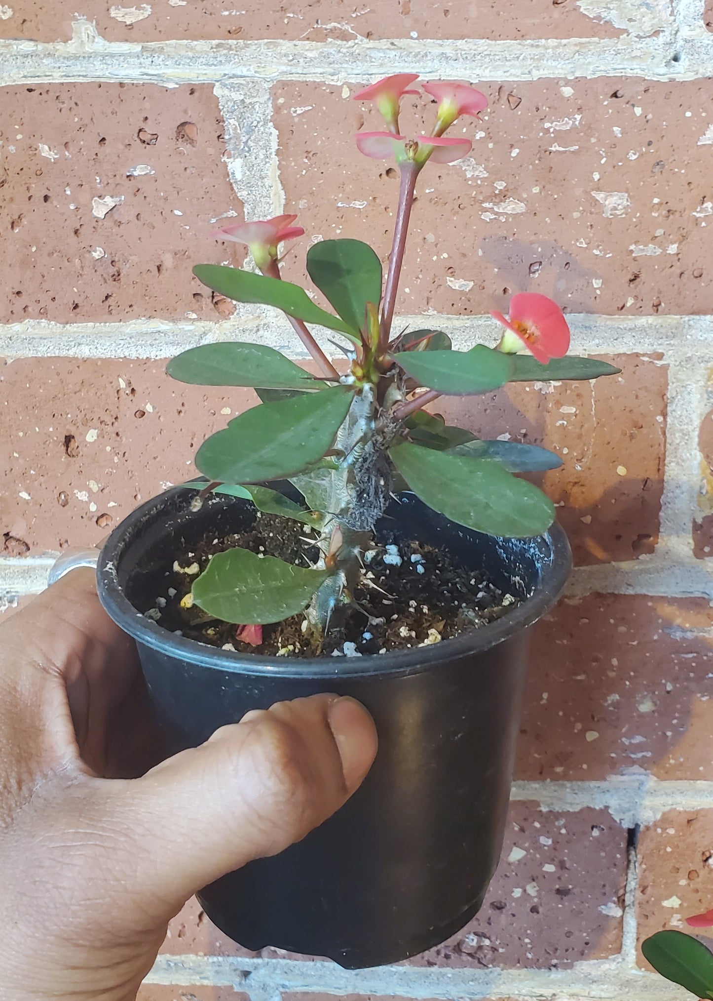 4” Euphorbia x Lomi| Crown of Thorns