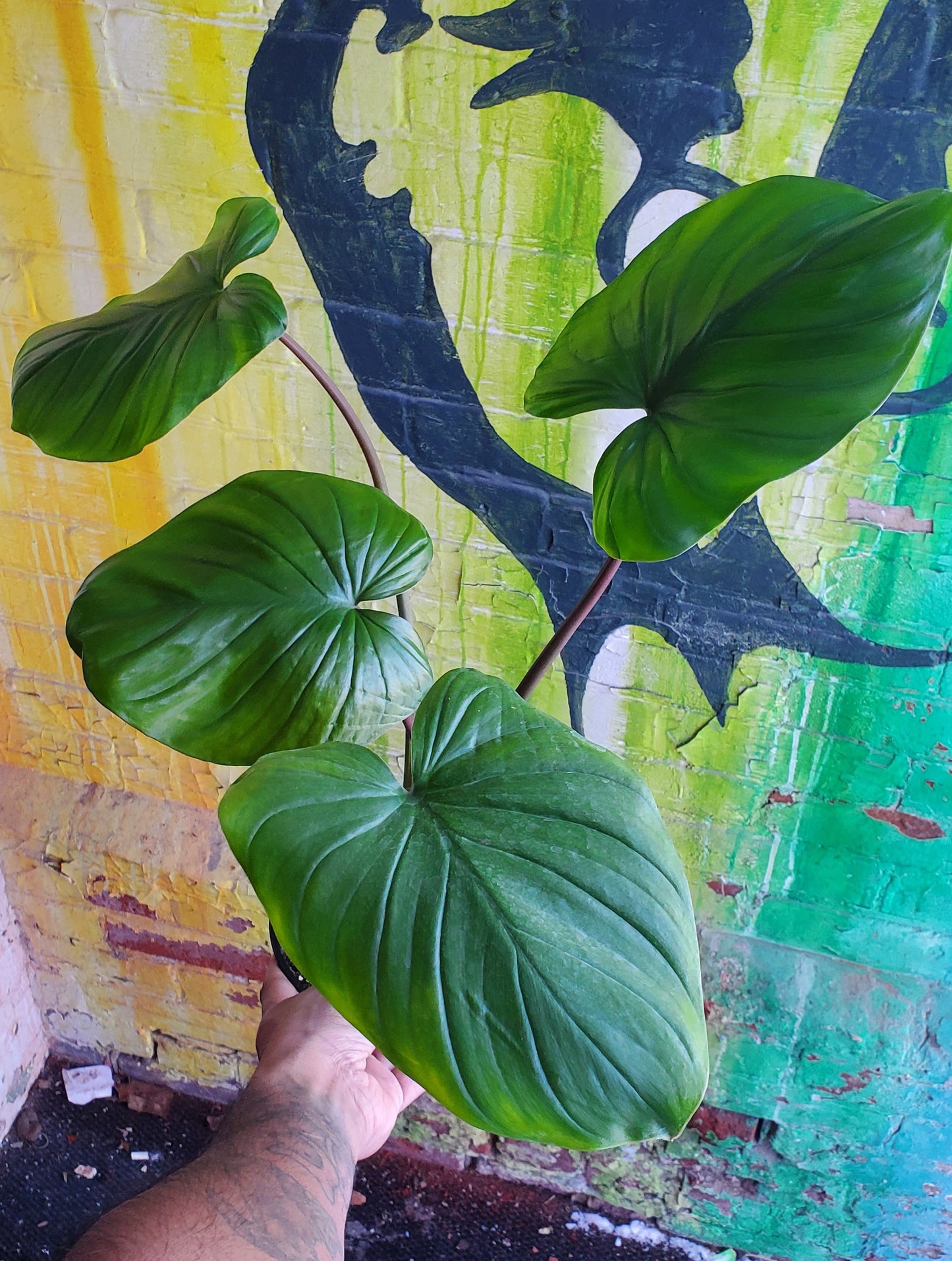 6" Homalomena Rubescens
