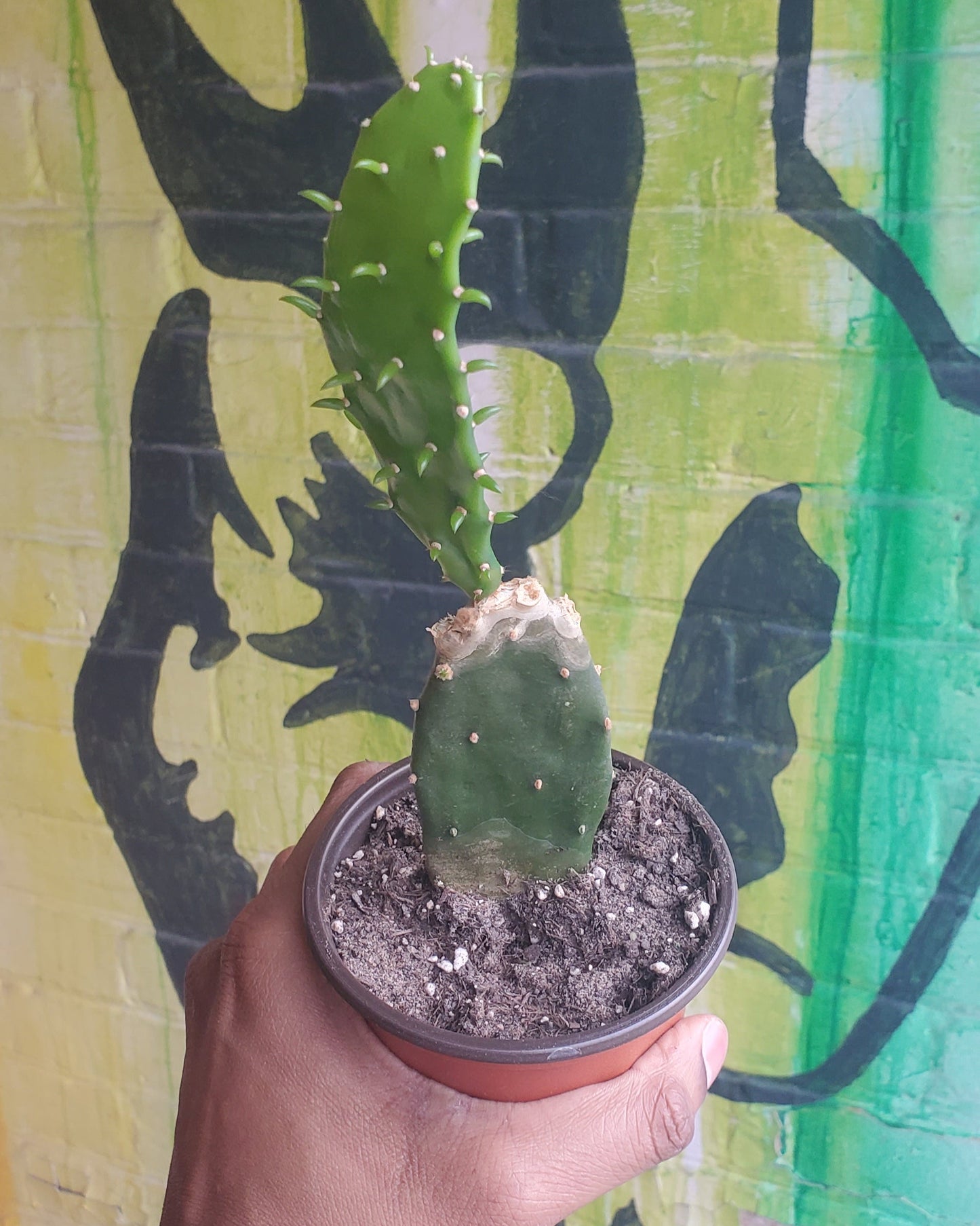 4" Opuntia jamaicensis