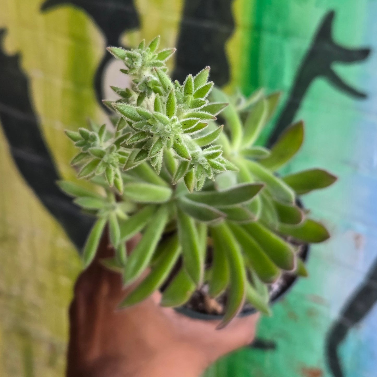 5" Echeveria Harmsii