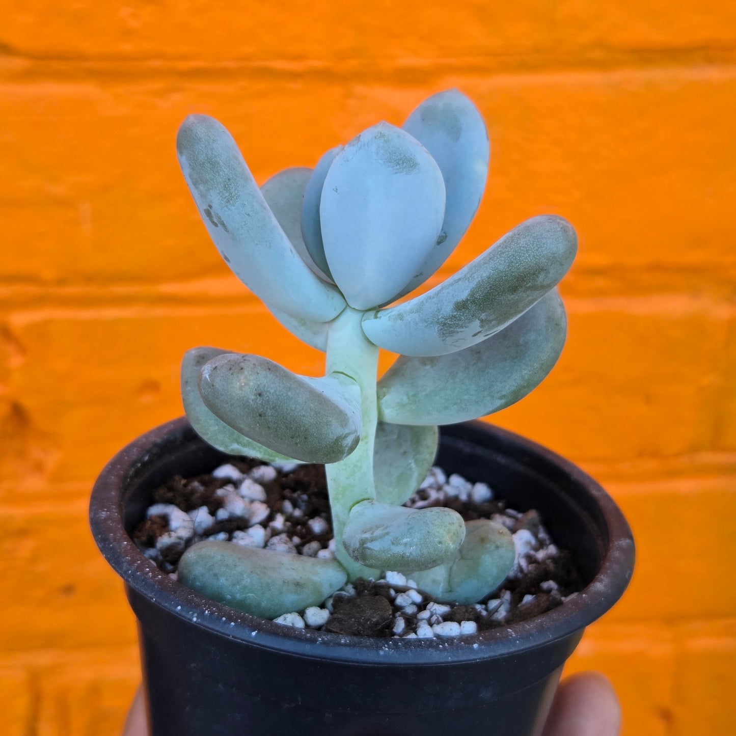 3.5” Pachyphytum Oviferum