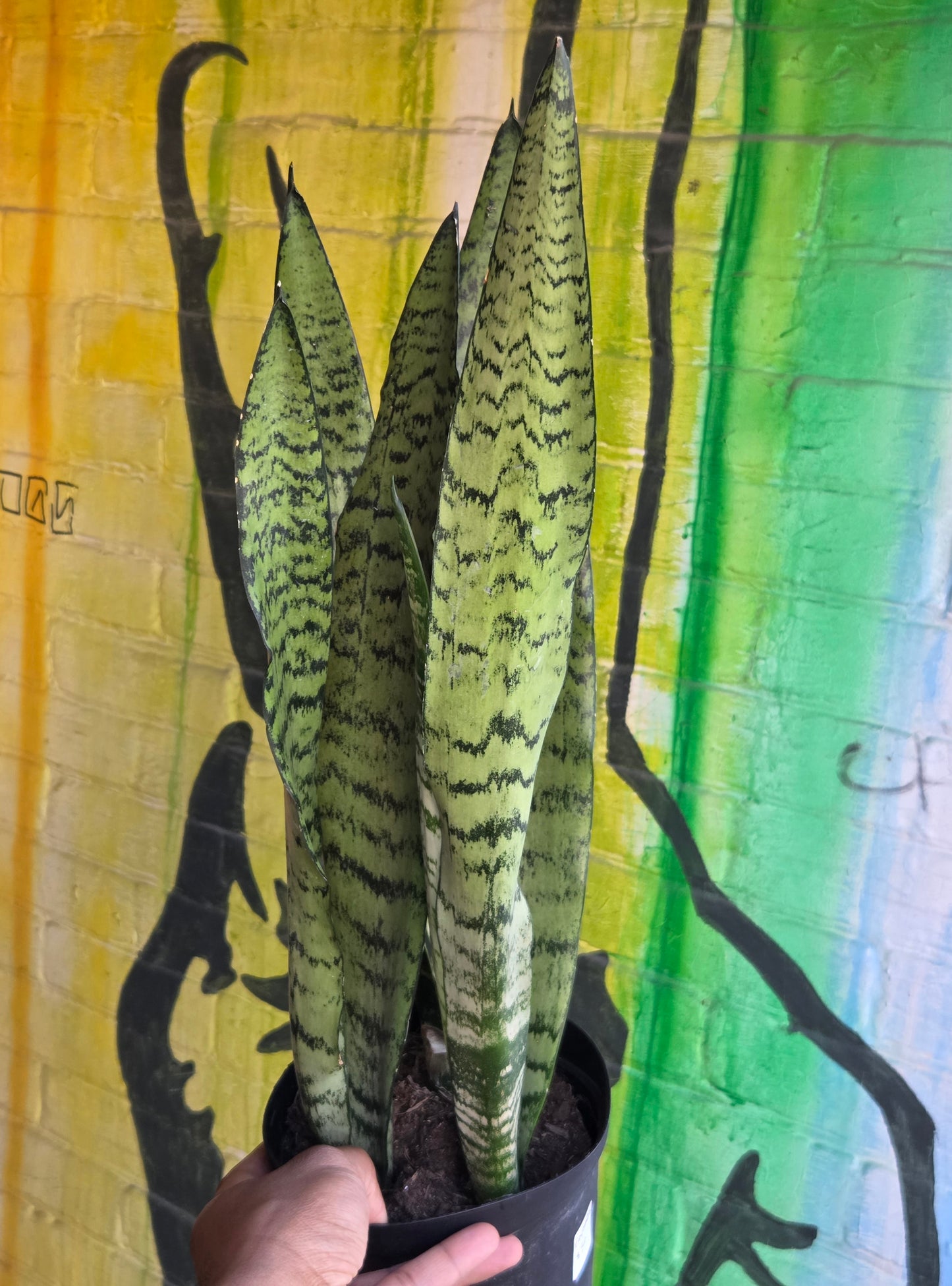 6" Sansevieria Zeylanica