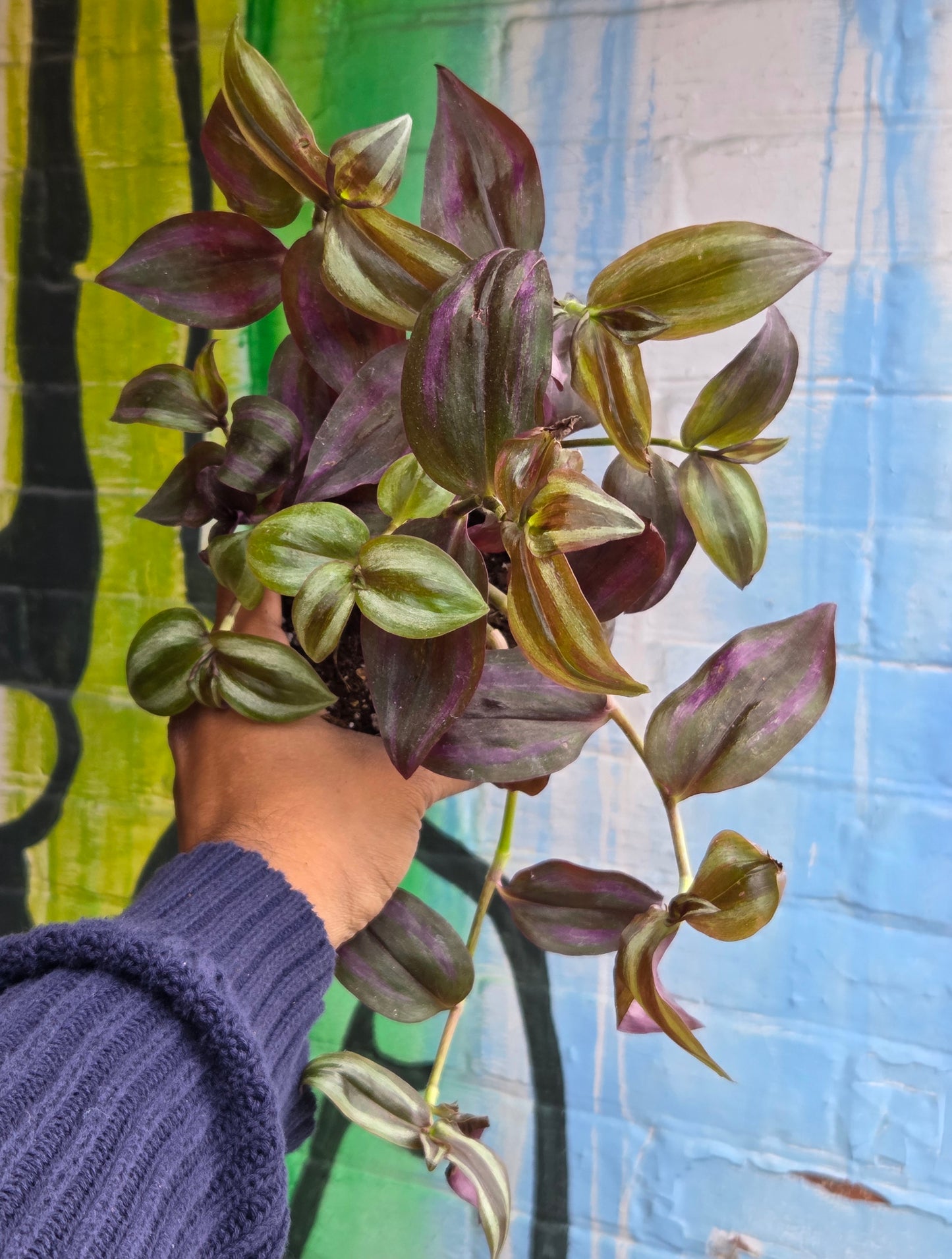 4" Tradescantia Zebrina Purpusii