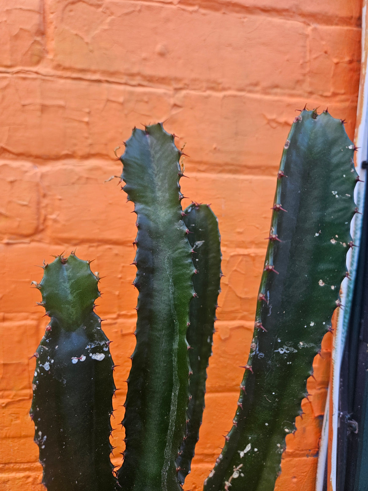 4” Euphorbia trigona Branching