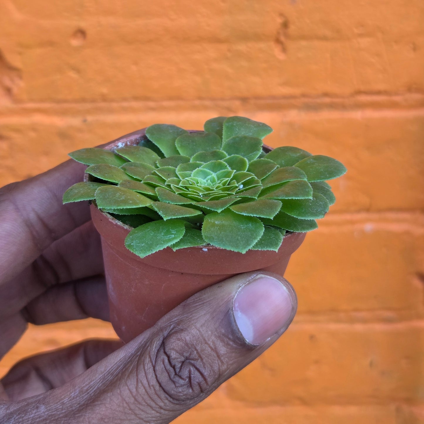 2.5" Aeonium tabuliforme