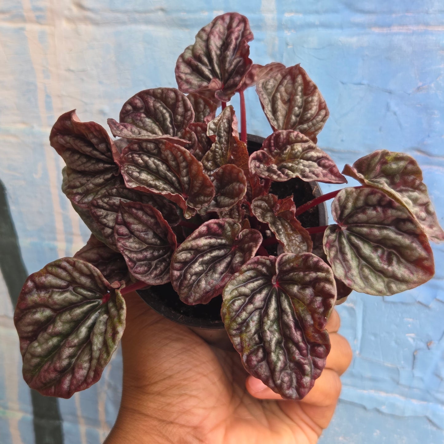 3.5" Peperomia Purple Ripple