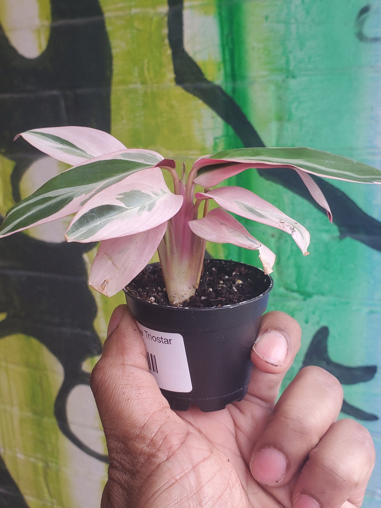 2.5” Stromanthe Triostar