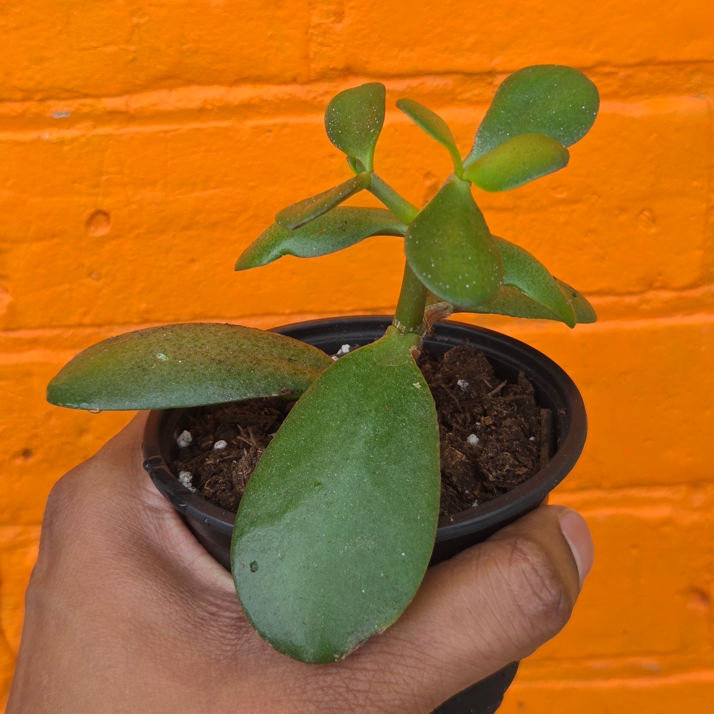3.5" Jade | Crassula Ovata