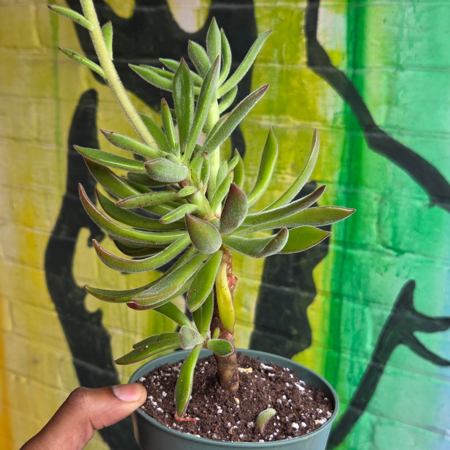 5" Echeveria Harmsii