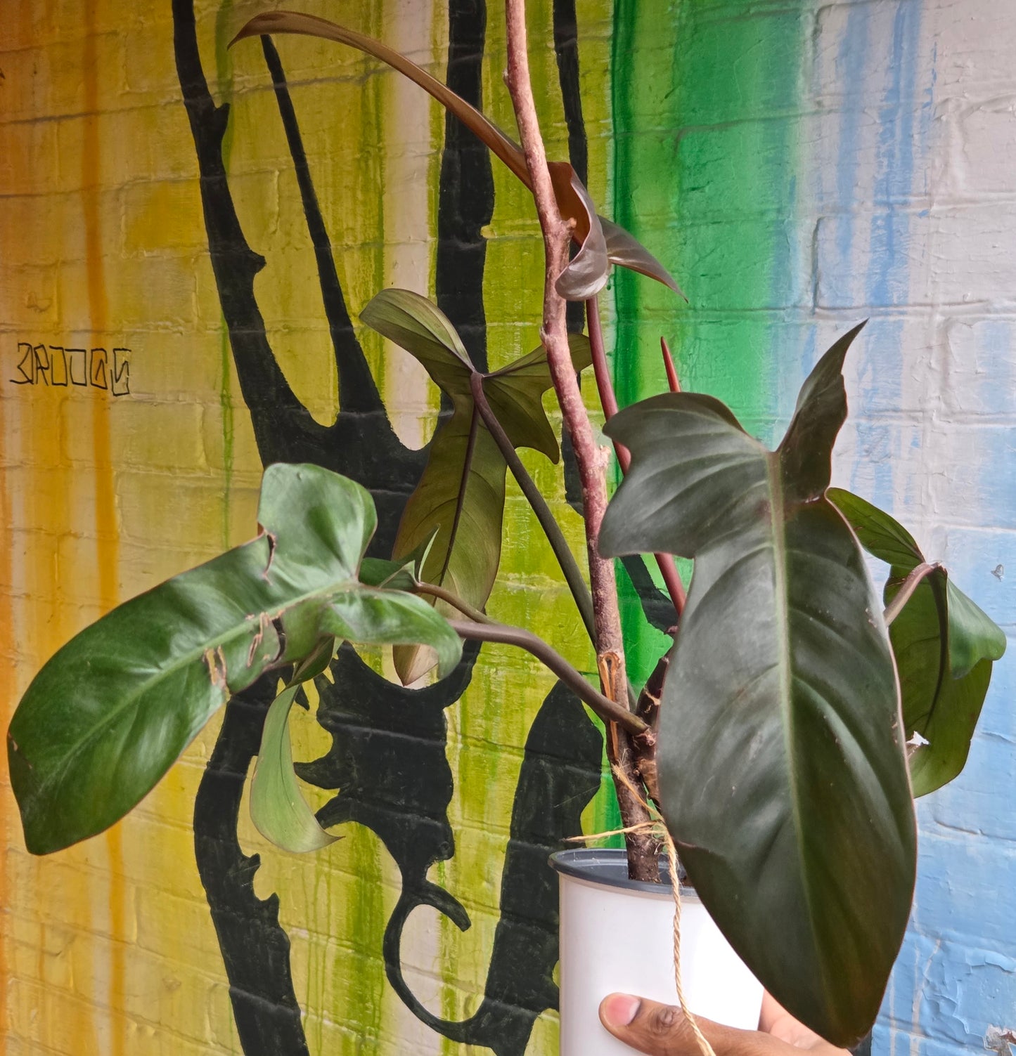 4" Philodendron Florida Bronze