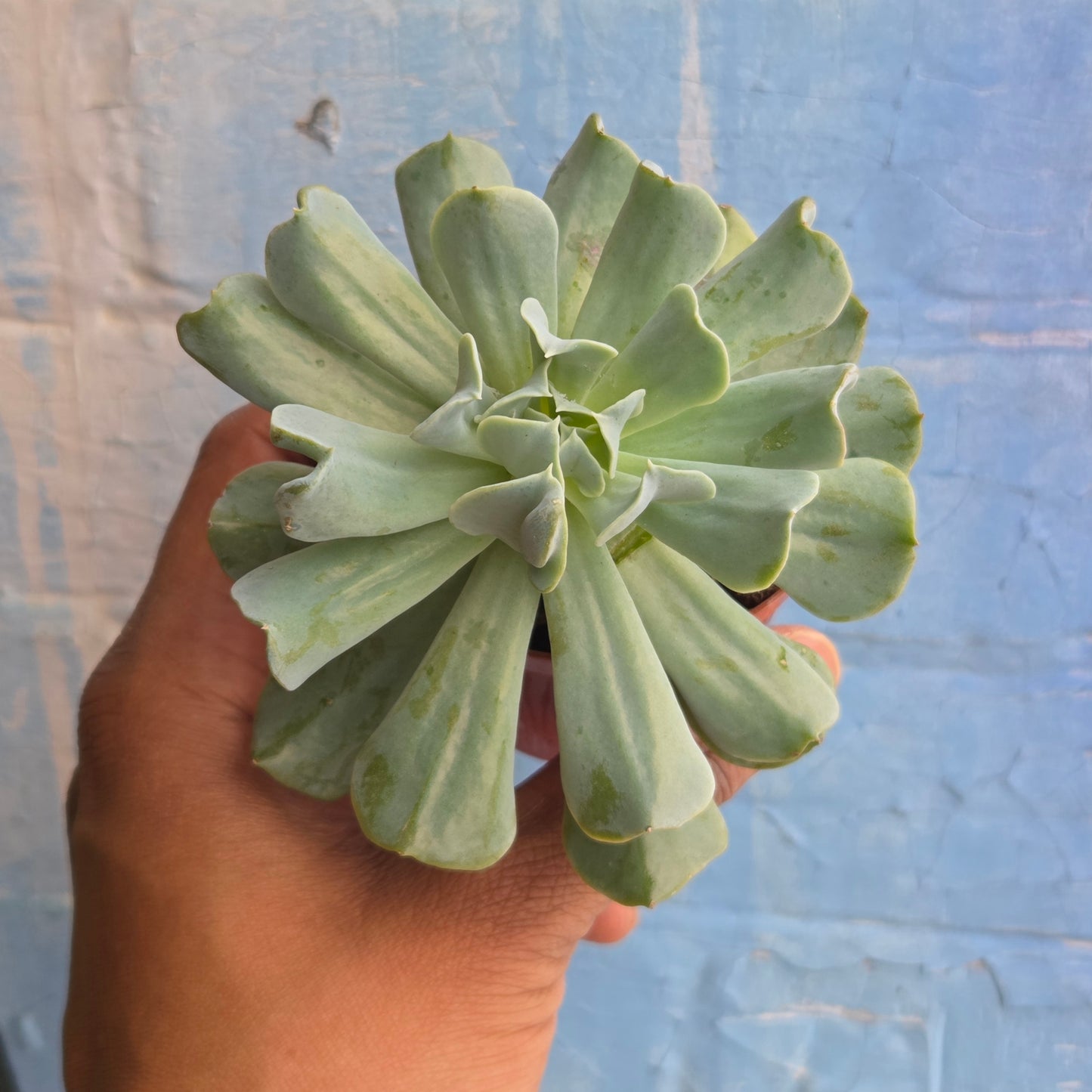 3.5" Echeveria Runyonii