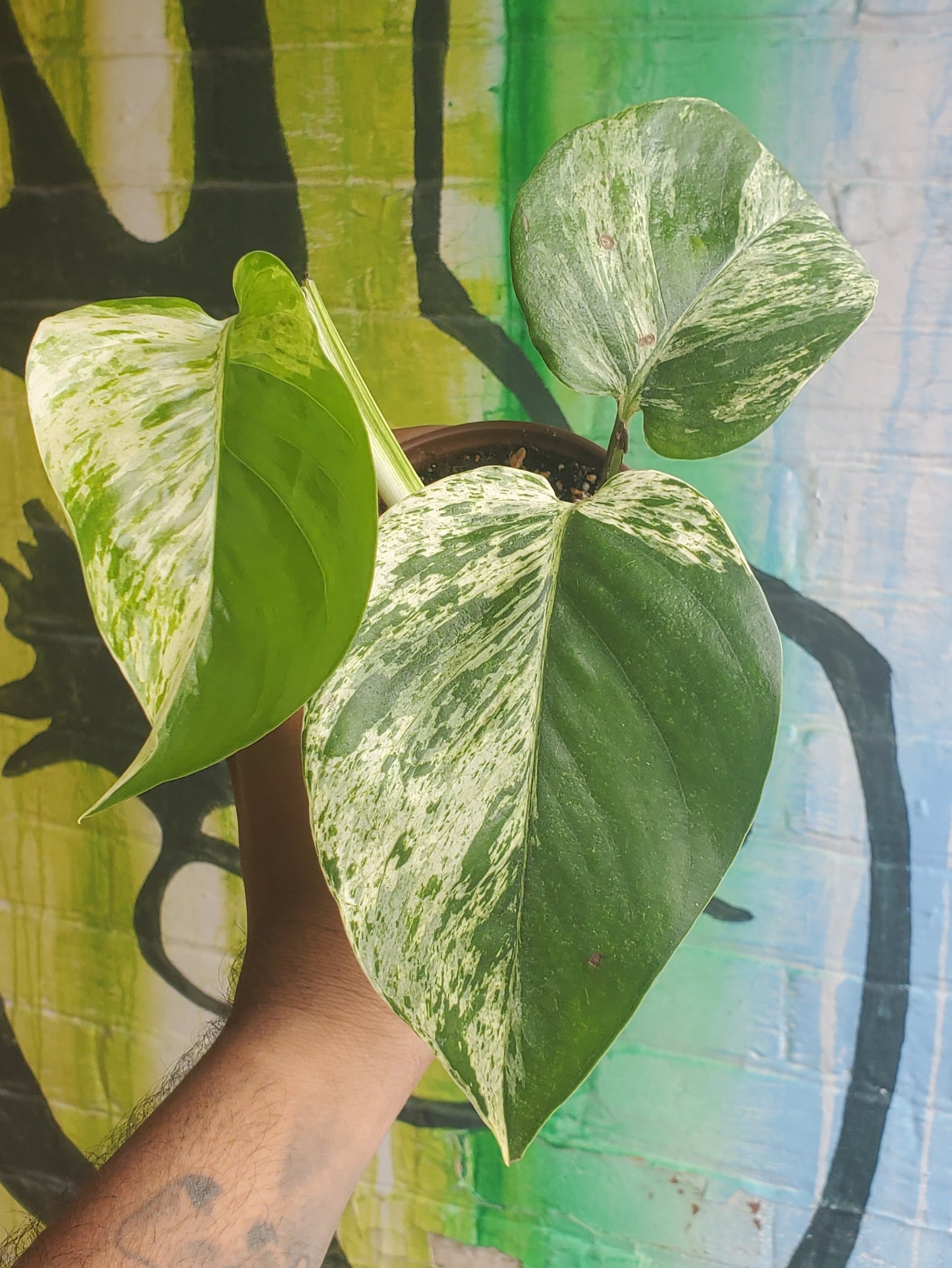 3.5" Pothos Marble Queen