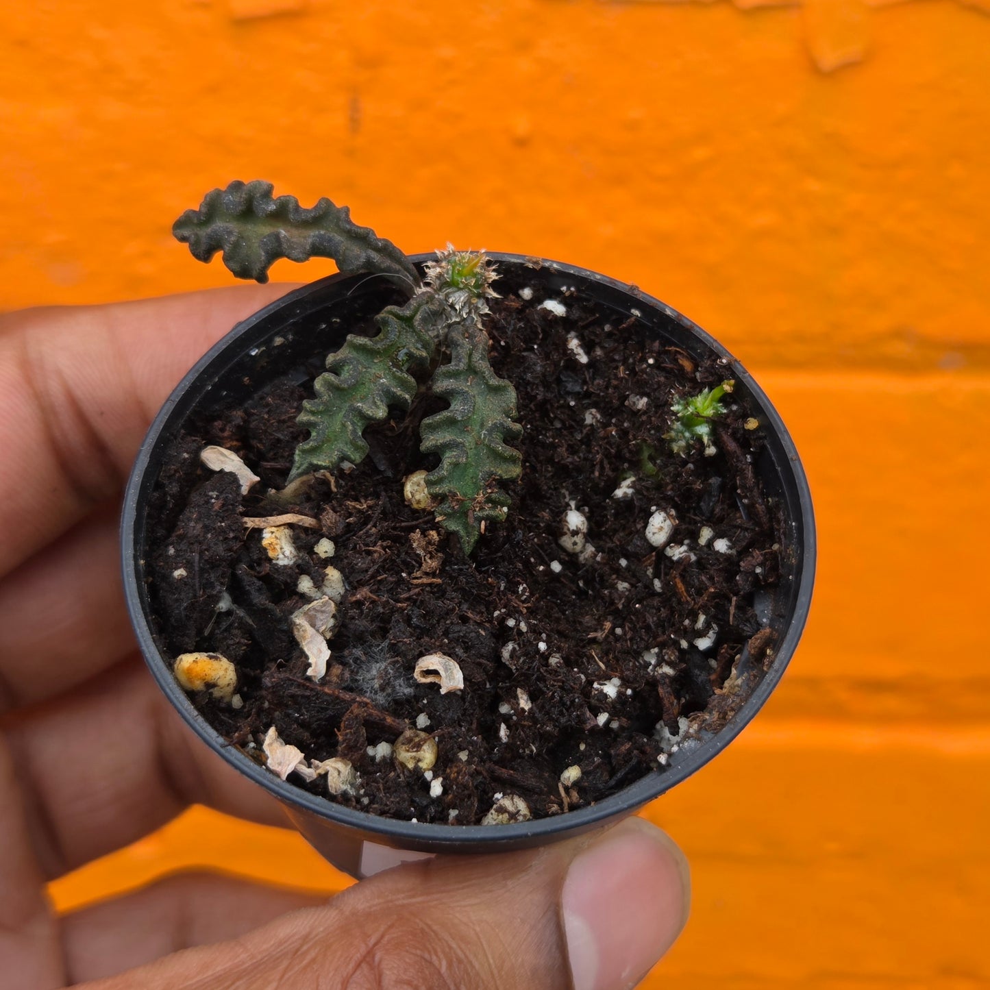 2.5” Euphorbia Decaryi
